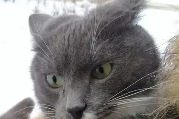 Пропал кот в Соликамске, вознаграждение гарантировано.