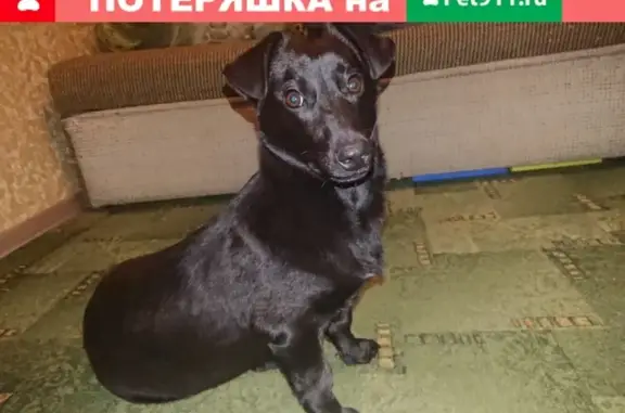 Найден щенок помеси таксы на улице в Ростове
