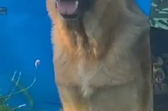 Пропала крупная собака в Березниках, Пермский край