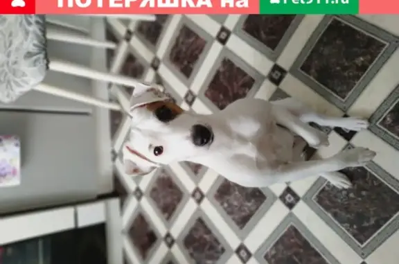 Пропала собака Мадонна в Полевском, вознаграждение