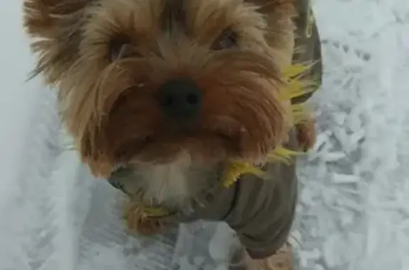 Собаки потеряшки, Великий Новгород, фото: Потеряшка собака Алик на улице Связи, Великий Новгород