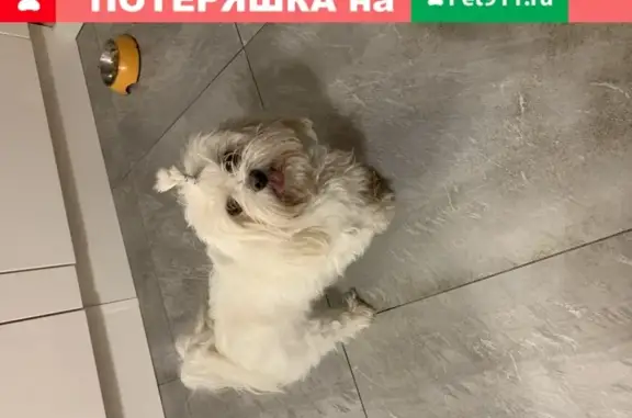 Найдена собака в районе Троицкое, Подольск.