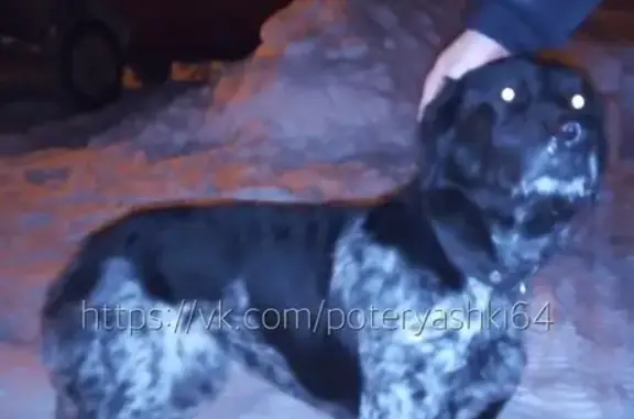 Собака найдена в Саратове на Дачной 10 [id350333849]