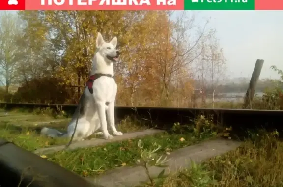 Пропала собака в Череповце, помогите найти!