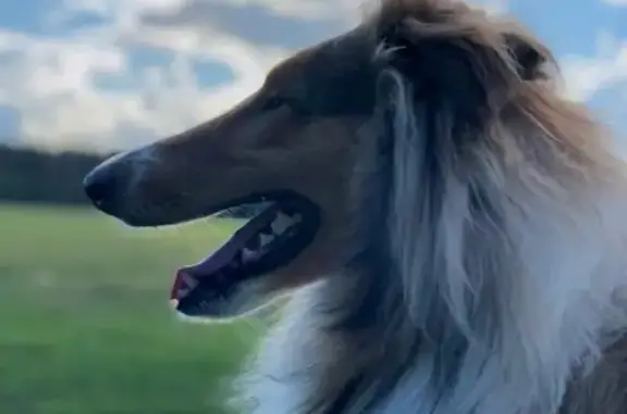 Пропала собака породы Колли в поселке Новый, Московская область