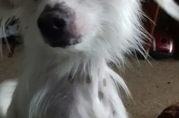 Пропала собака Тим во Владивостоке