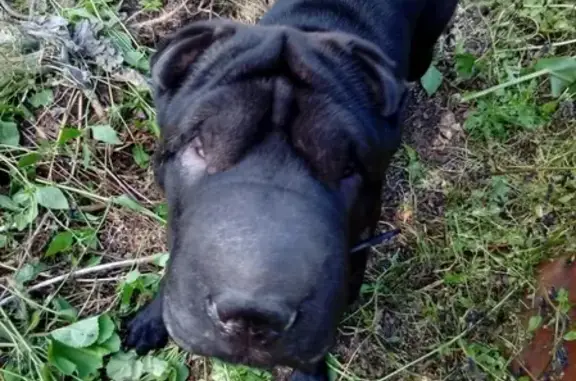 Пропала собака Цезарь в Краснокаменске