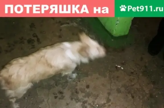 Найдена собака на ул. Батюшкова, рядом с 2 горбольницей