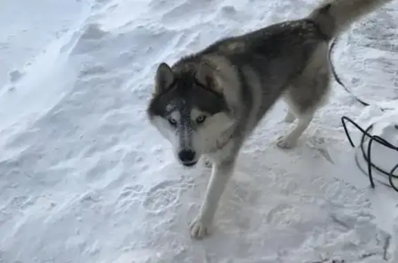 Найдена собака в районе Газпрома, Хабаровский край