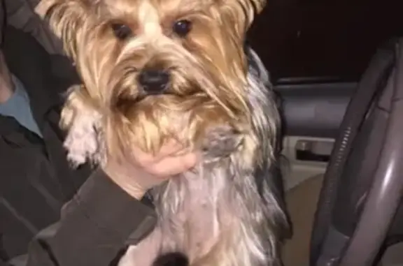 Пропала собака в Мончегорске