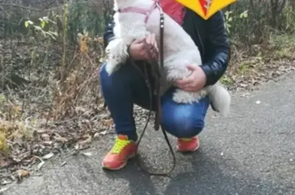 Пропала собака Тося в Железногорске, Курская область