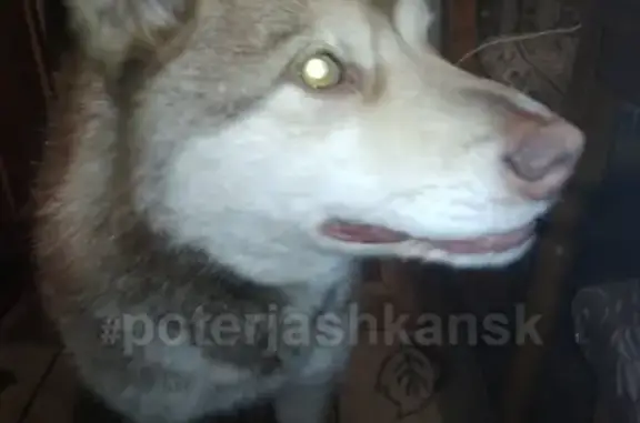 Найдена собака, ищу хозяев в Новосибирске