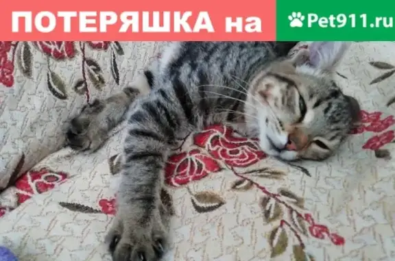 Найдена кошка на ул. Попова, 85 в Барнауле