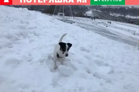 Пропала собака в районе Шарика, ул. Космонавта Комарова, Гагарина, джек рассел, бежевый ошейник.