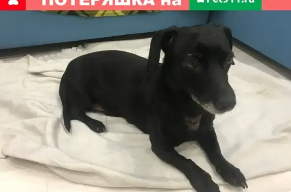 Найдена собака в районе Большакова Мичурина