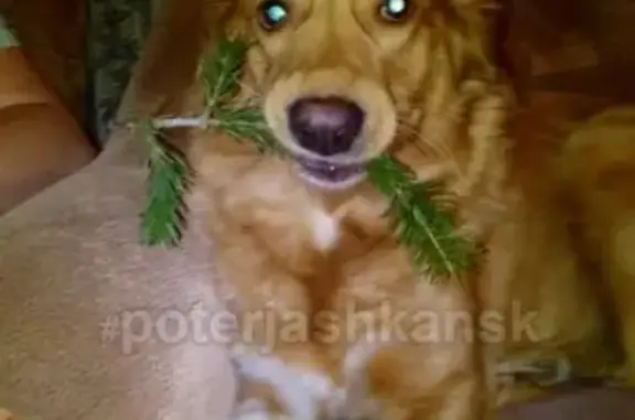 Пропала собака Гера в Новосибирске на Новогодней 18