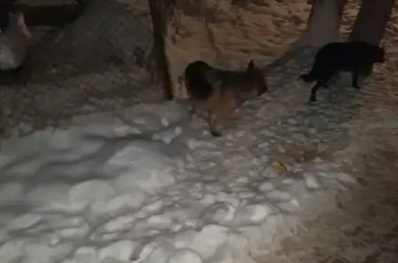 Найдены две собаки в Балабаново, Обнинск