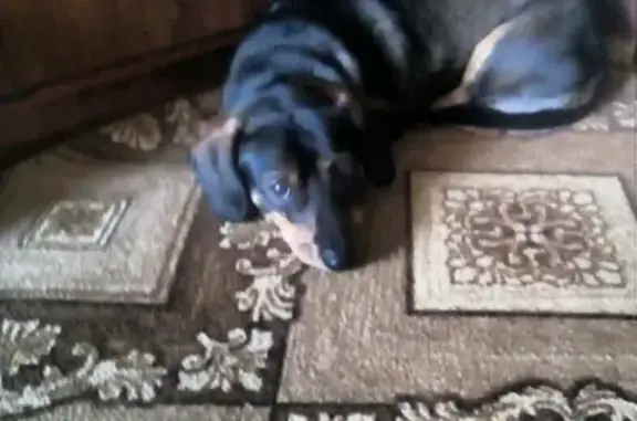 Собаки потеряшки, деревня Галкино, фото: Потеряшка собака в деревне Галкино, ищем Джесси.