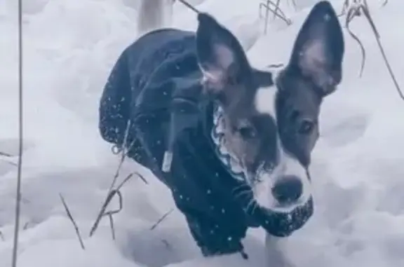 Пропала собака Пуля в Верее, Московская область