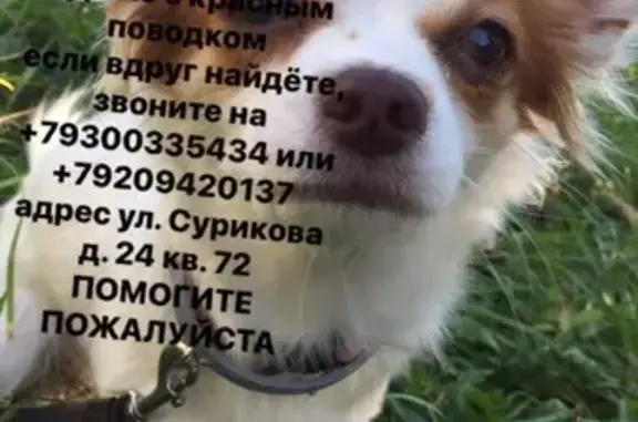 Пропала собака на ул. Белоконской, зовут Дуня.