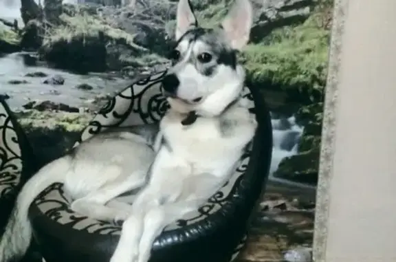 Собаки потеряшки, Ульяновск, фото: Потеряшка собака в Ульяновске, откликается на шаурму и Лаки