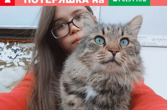 Кошки потеряшки, Великий Новгород, фото: Потеряшка кошка на улице Устинова 5, В. Новгород. Нужны специальные лекарства. Помогите!