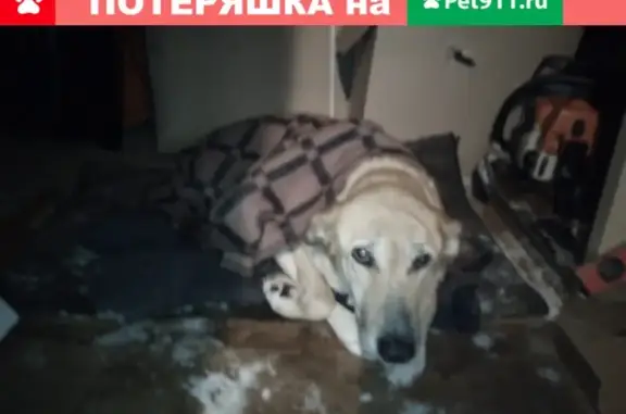 Найдена парализованная собака в Лосево, Ленинградская область!