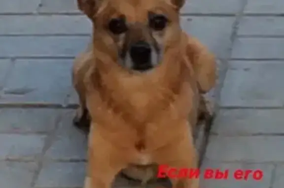 Пропала собака в Восточном мкр, Тюмень