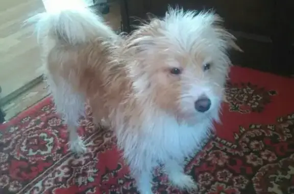 Пропала собака Арчи в Шатуре, Московская область