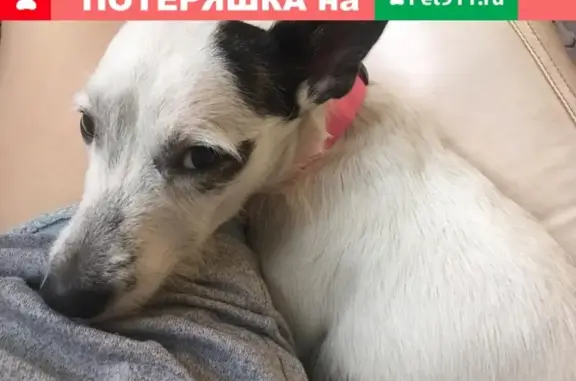 Пропала собака на Крауля 2, Екатеринбург