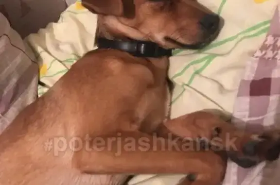 Пропала собака в Советском районе на Российской 21