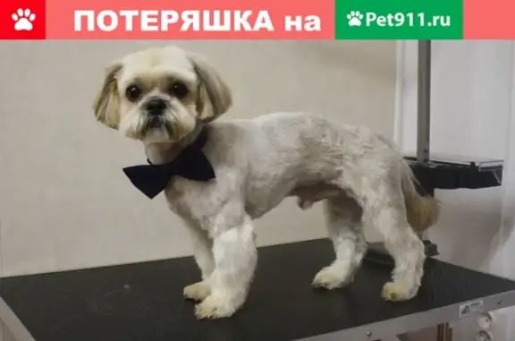 Пропала собака на Адмирала Макарова 22.