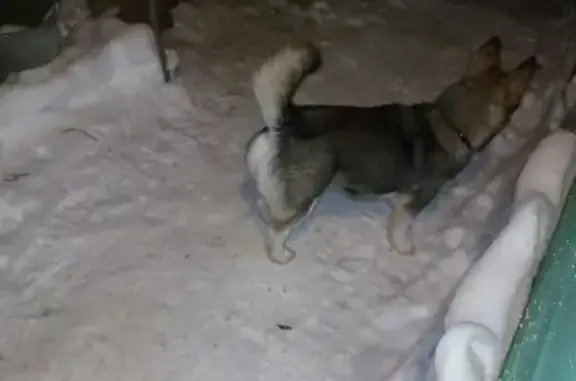 Найдена собака в Нагорном, похожа на хаски и корги