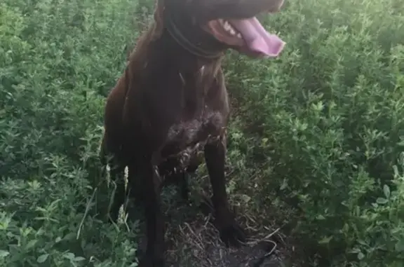 Пропала собака Грей в Краснодаре