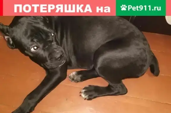 Пропала собака в Челябинске: кане корсо, кличка Рейчал (Рея), номер на животе -2110