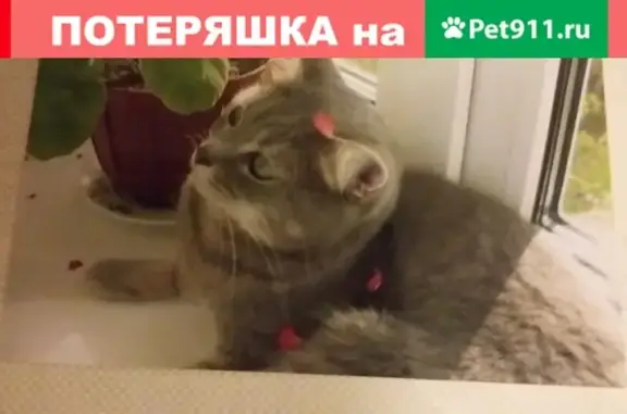 Пропала кошка в Жуковском!