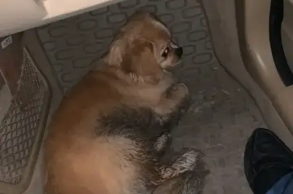 Собака найдена у магнита на севере Краснодара.