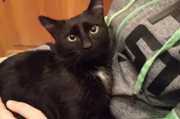Найден черный кот с грудкой возле Оплеснина, Сосногорск