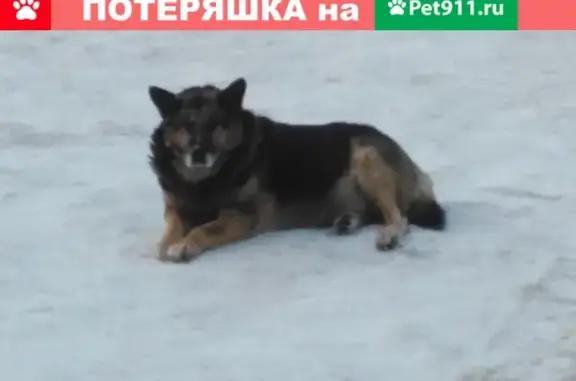 Пропала собака в Сердобске, помогите найти!
