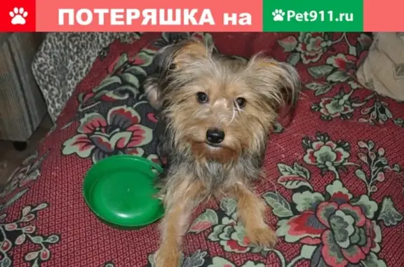 Пропала собака Плюша, 31 декабря, район 6 школы, Ленина 121-43