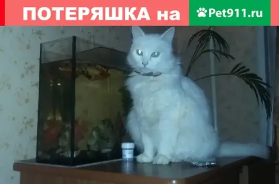 Пропала белая кошка в Егорьевске, 30.12.18