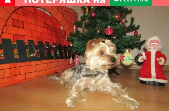 Пропала собака в Ростовской области, порода йоркшеский терьер.