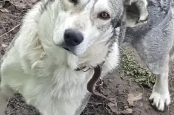 Пропала собака породы лайка в Краснодаре