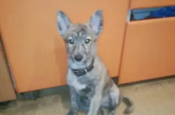 Пропала собака в Петрозаводске на Кемской у Спара