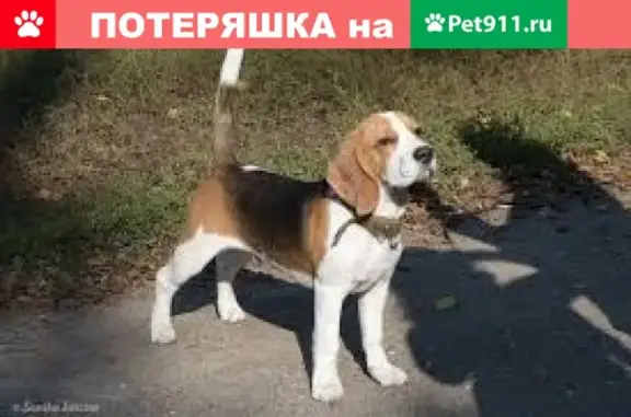 Пропала собака в Мурманске, помогите найти!