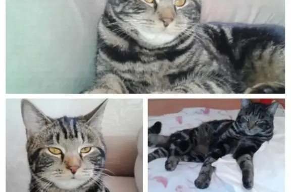 Кошки потеряшки, Тарулинна, фото: Потеряшка кошка 