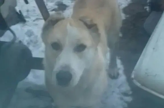 Собаки потеряшки, Сабинка, фото: Потеряшка собака Берта в деревне Сабинка, Хакасия