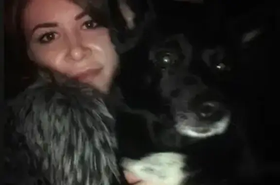 Пропала собака Слай в Бердске