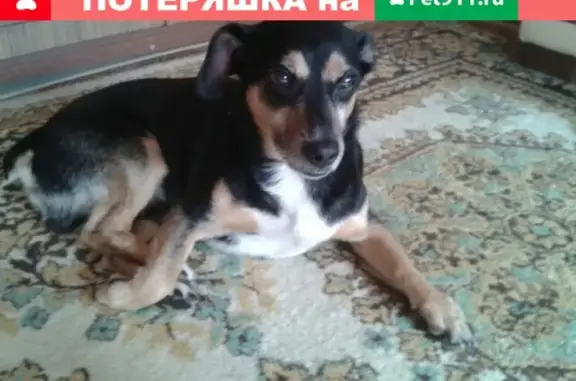 Пропала собака Ричик на улице Красной в Кемерово