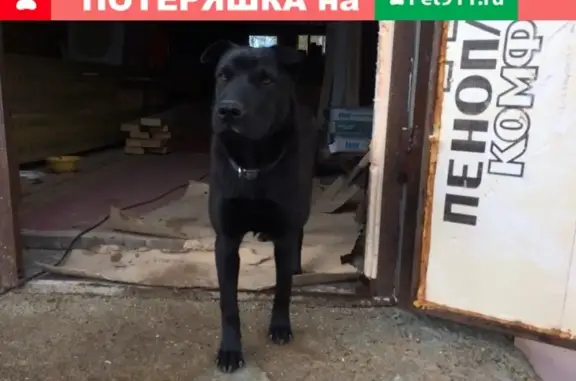 Пропала собака Айза в Перми, помогите найти!